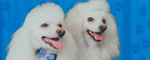 Capa_Poodle
