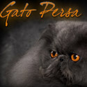 Gato Persa, Cecy Passos